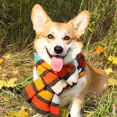 Autumn Care for Dogs | Firth Veterinary Hospital